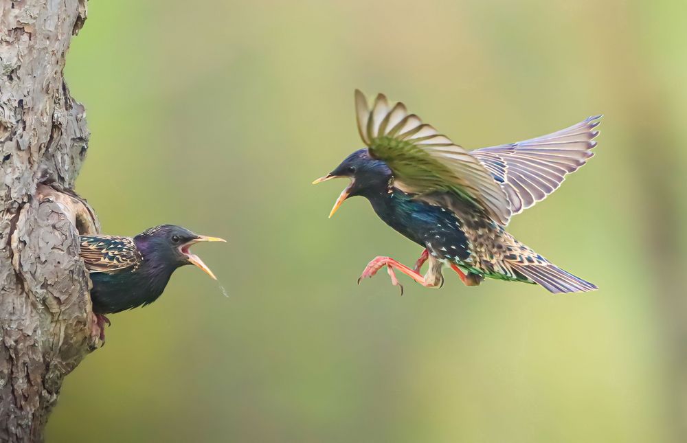 Stare Foto & Bild tiere, wildlife, wild lebende vögel Bilder auf