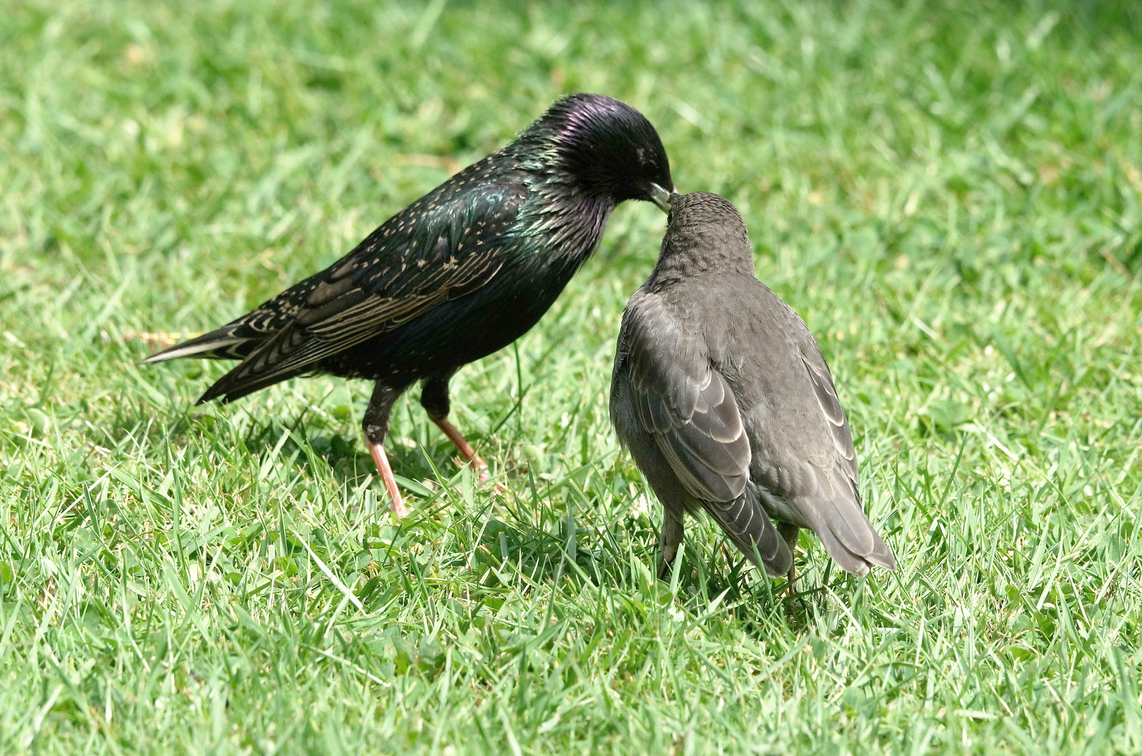 Stare Foto & Bild jahreszeiten, frühling, fotokunst Bilder auf