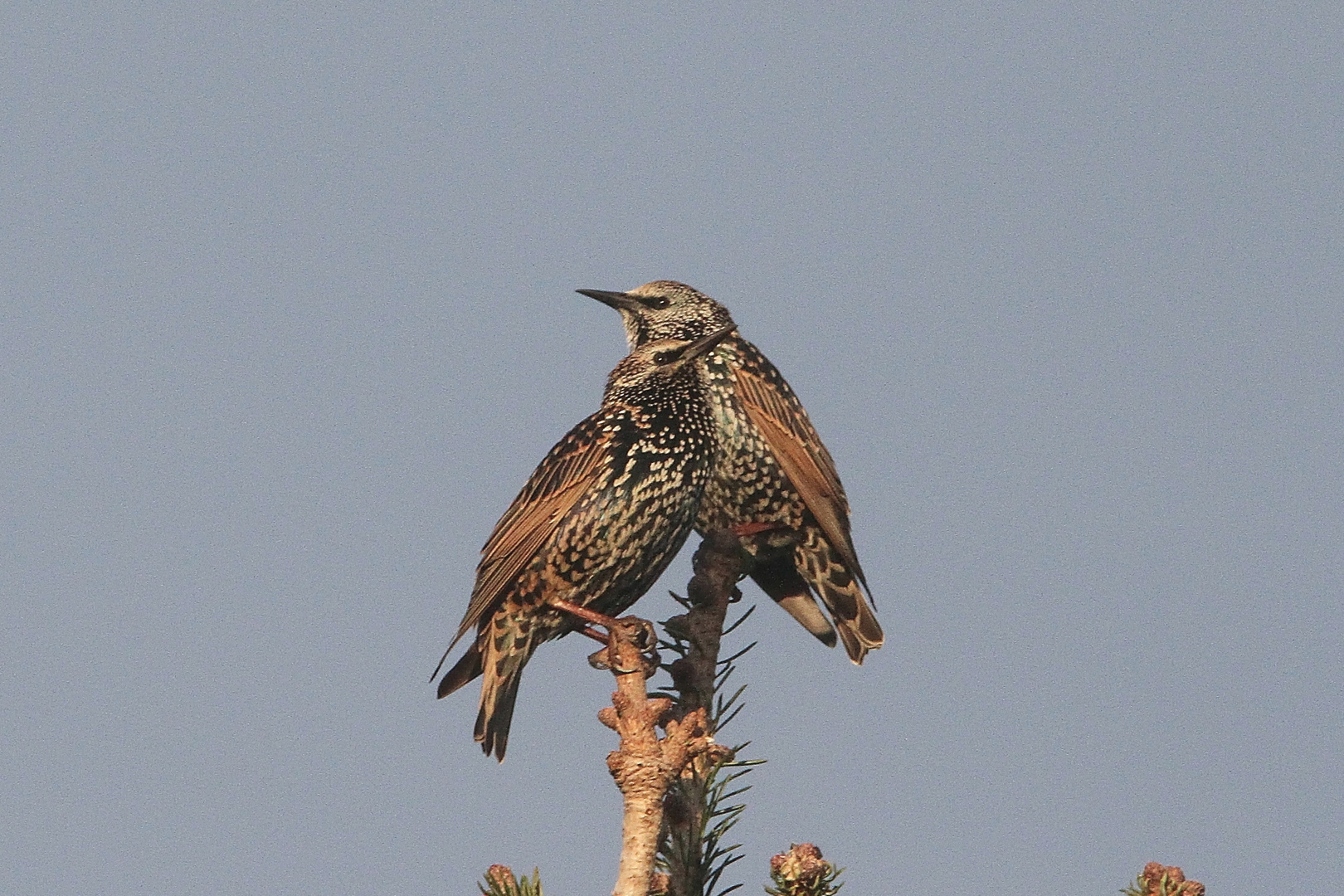 Stare Foto & Bild tiere, wildlife, wild lebende vögel Bilder auf