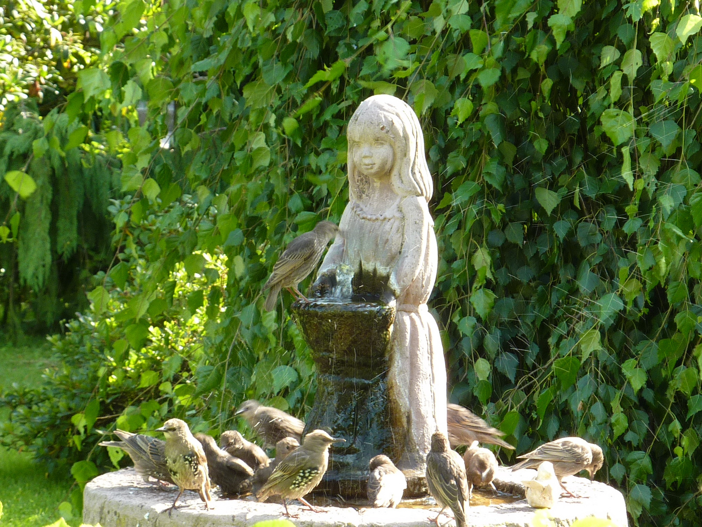 Stare am Brunnen