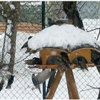 .. Stare am Futterhaus bei -16 Grad ....