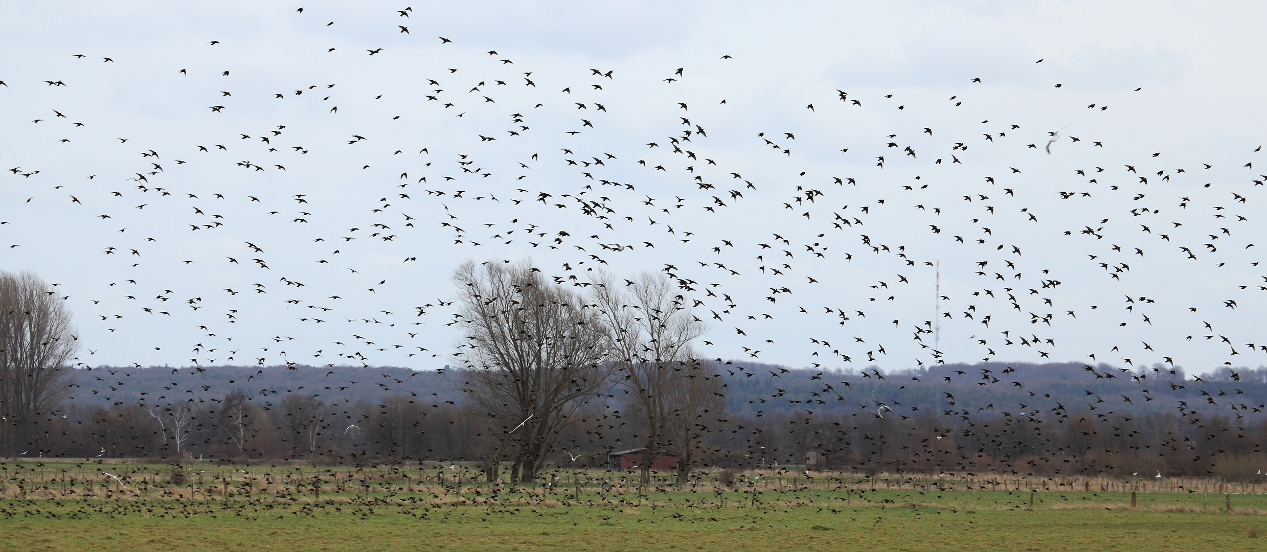 Stare am Niederrhein ( DOKU )