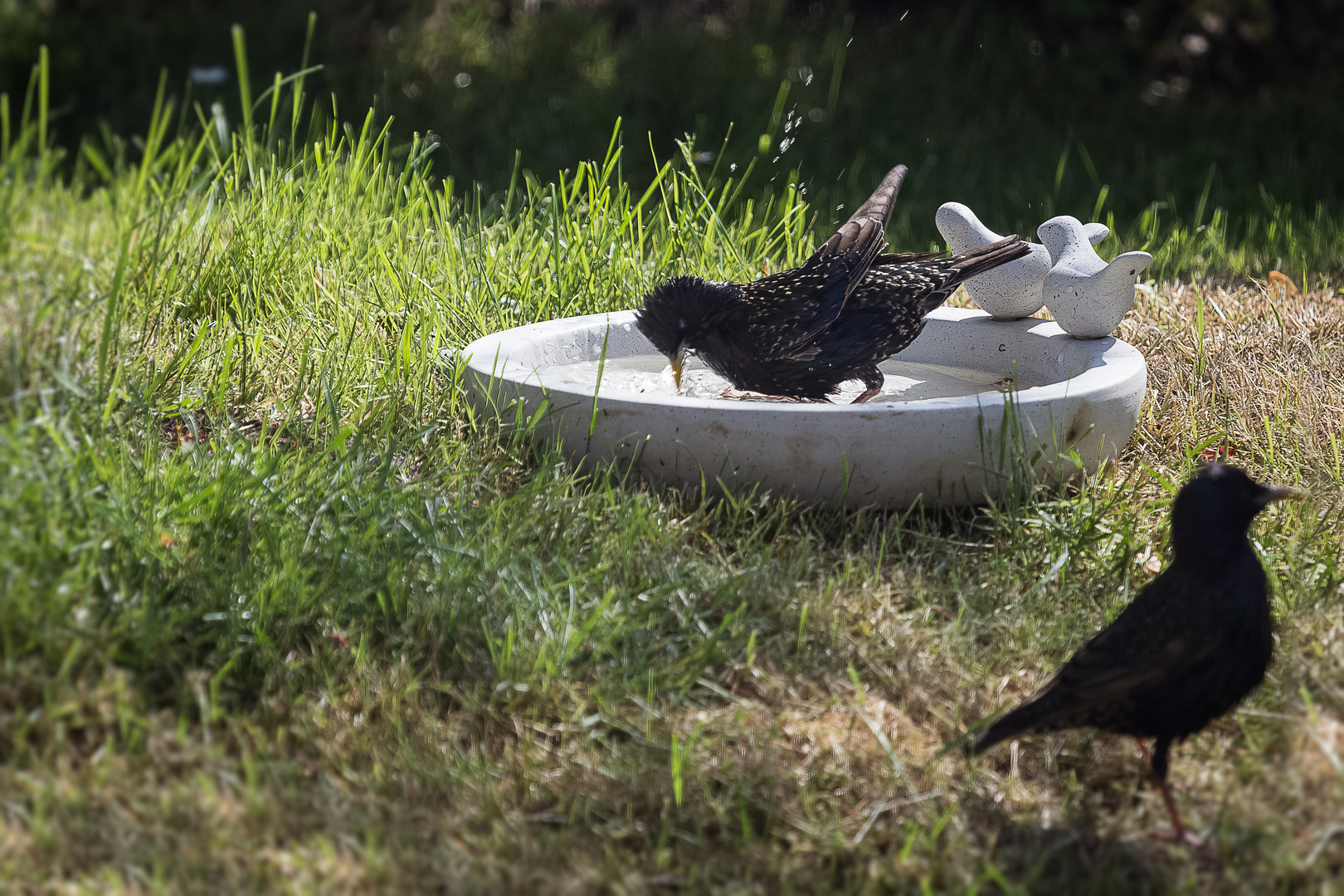 Stare an der Vogeltränke