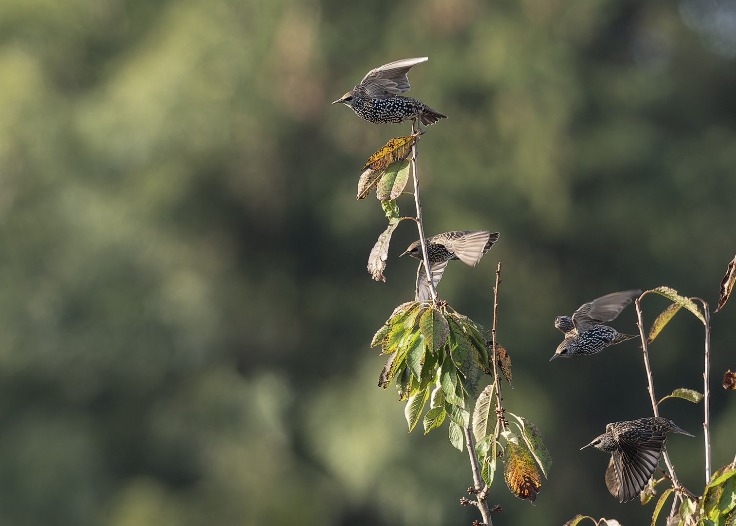 Stare auf dem Sprung in den Süden