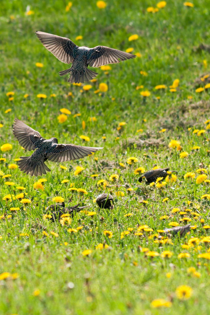 Stare auf der Wiese