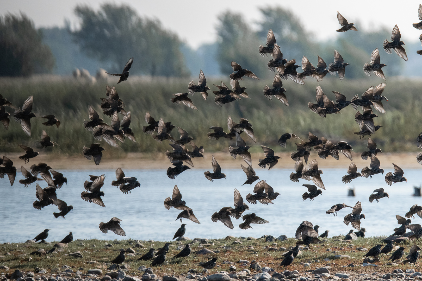 Stare bei Abflug