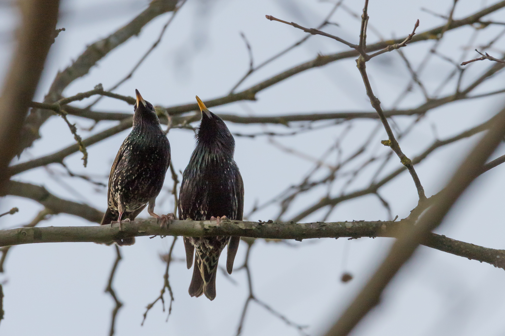 Stare bei der Balz