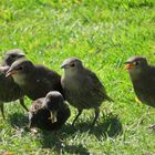 Stare bei der Fütterung