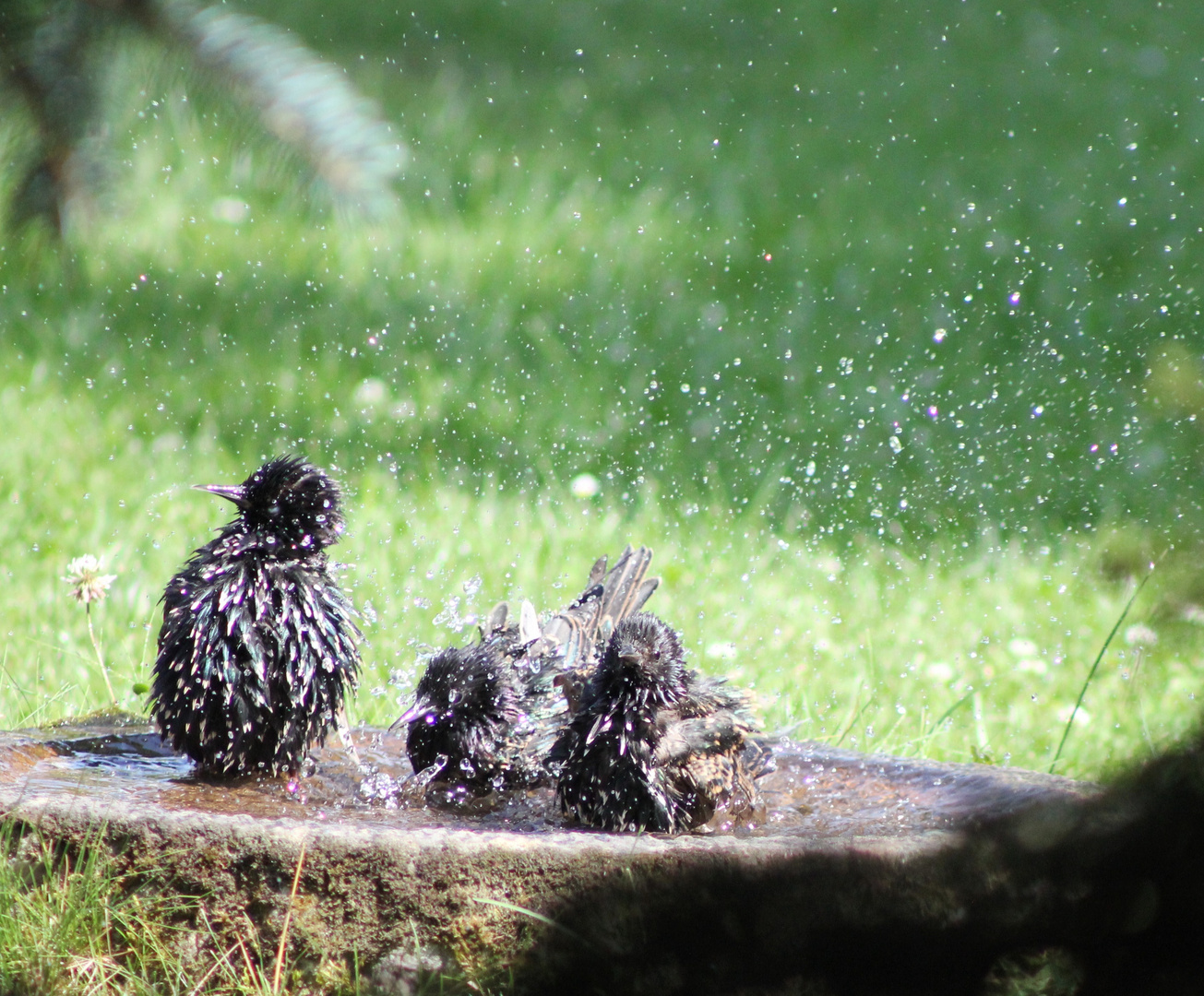 Stare beim baden