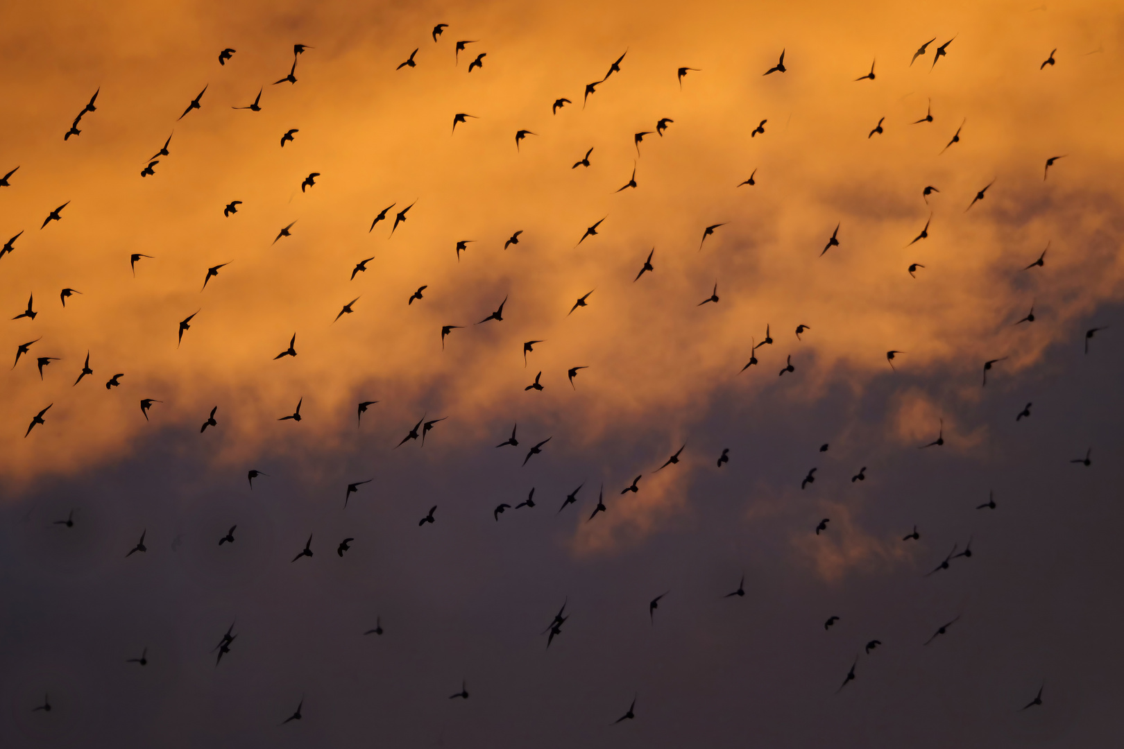 Stare beim Sonnenuntergang