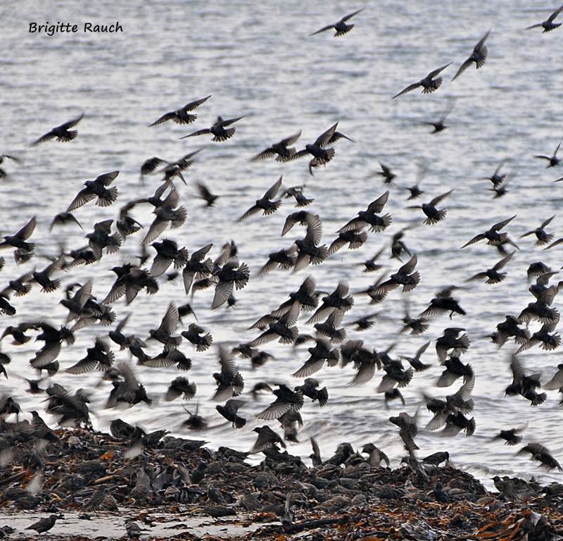 Stare fliegen auf . . .