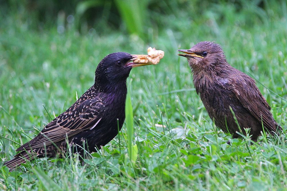 Stare Fütterung Foto & Bild tiere, wildlife, wild lebende vögel Bilder auf