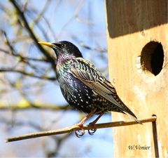 Stare im Anflug