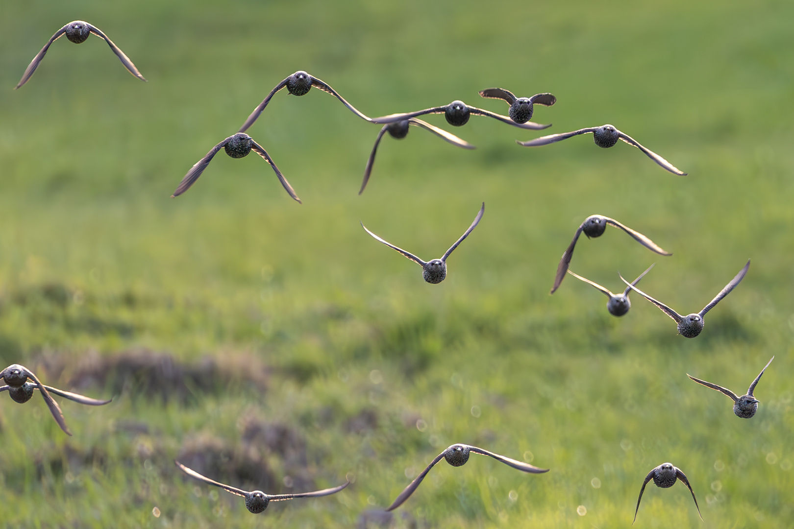 Stare im Anflug