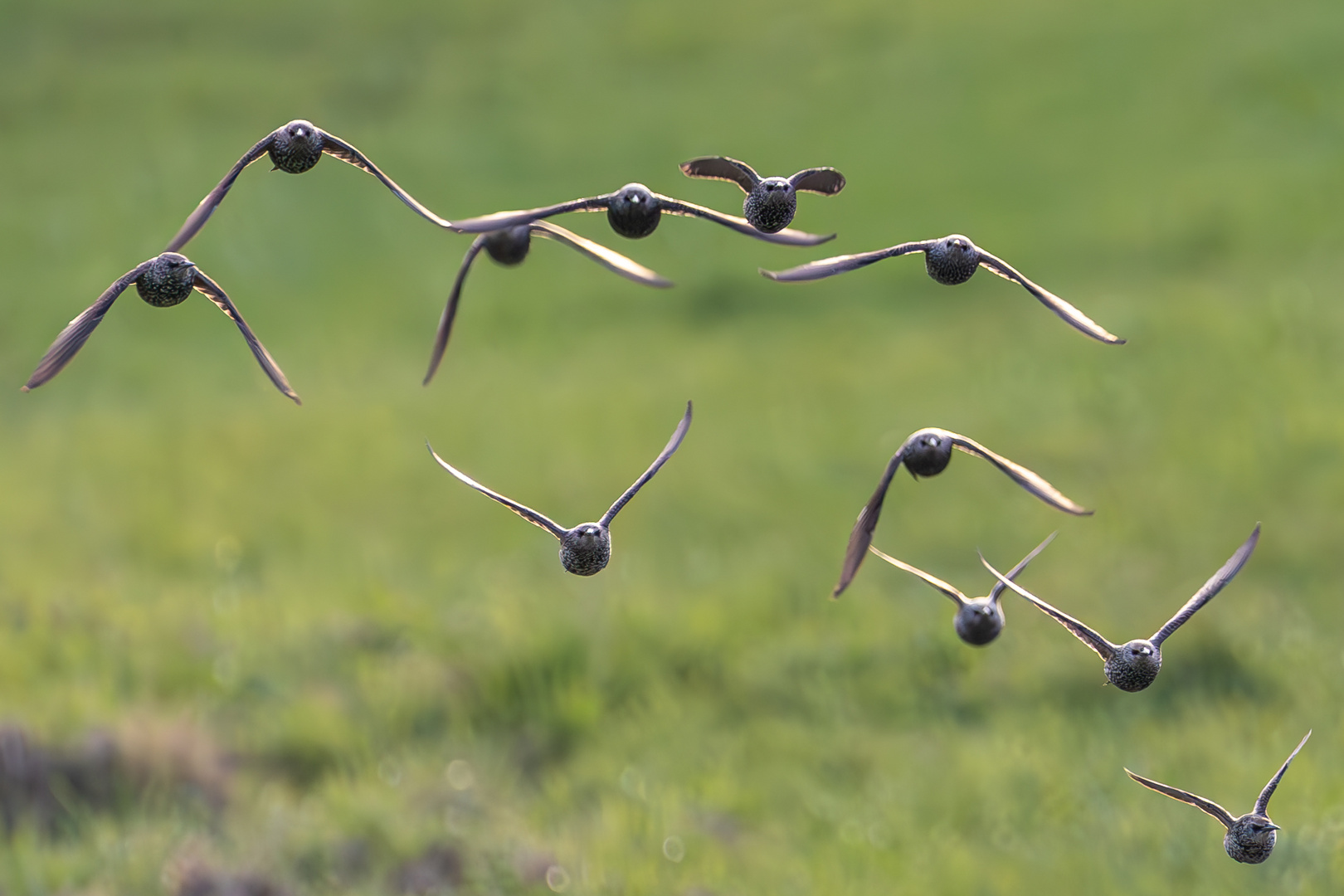 Stare im Anflug frontal