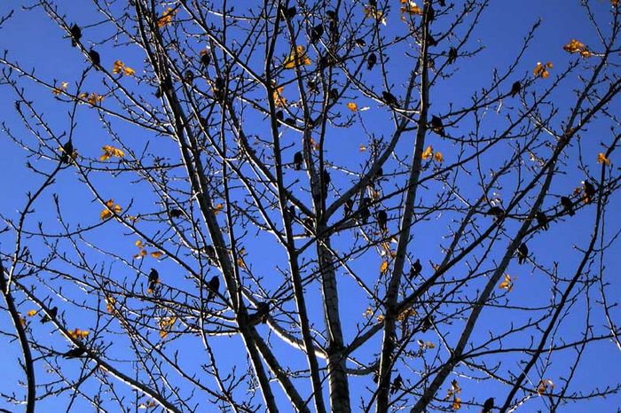 Stare im Baum