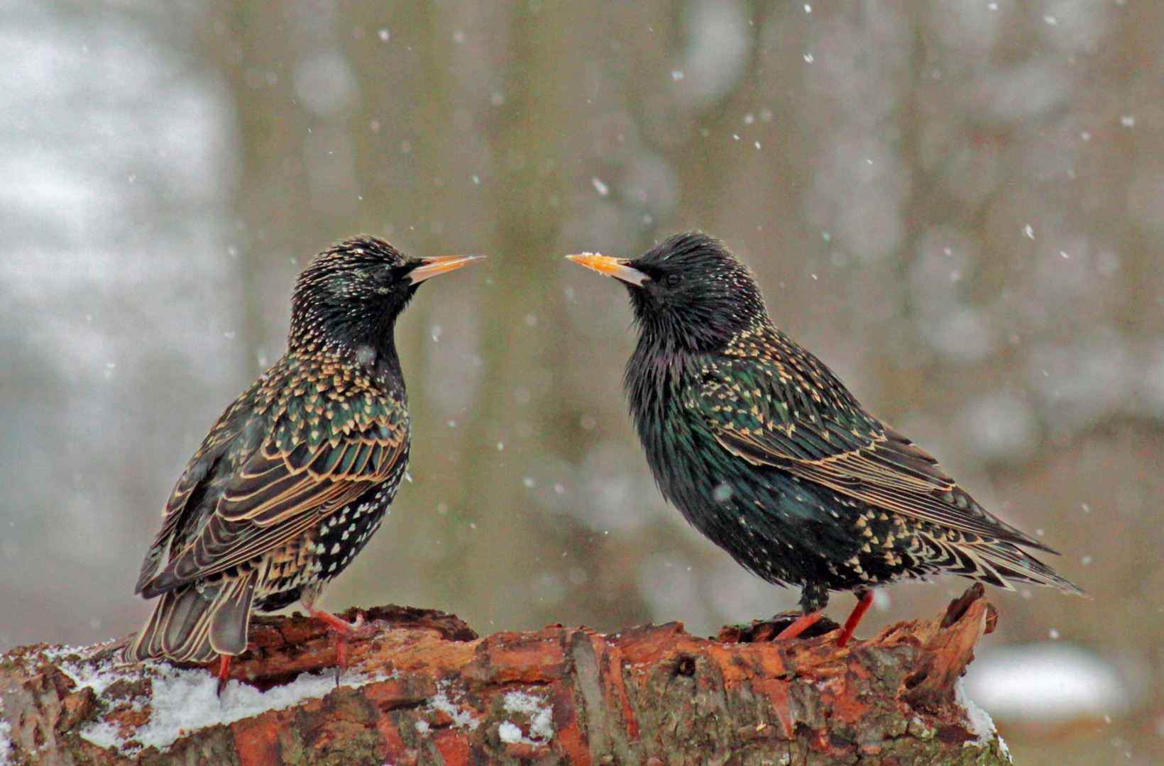 Stare im Doppelpack