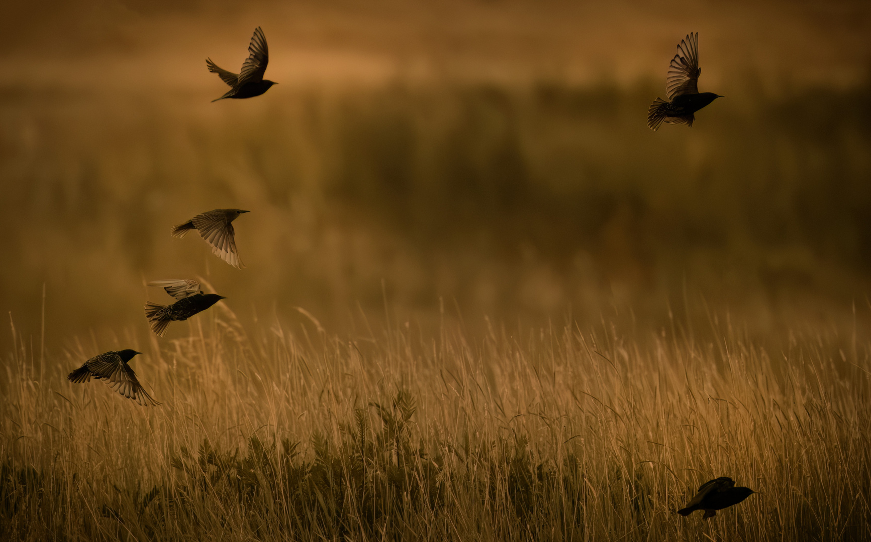 Stare im Feld bei Sonnenuntergang
