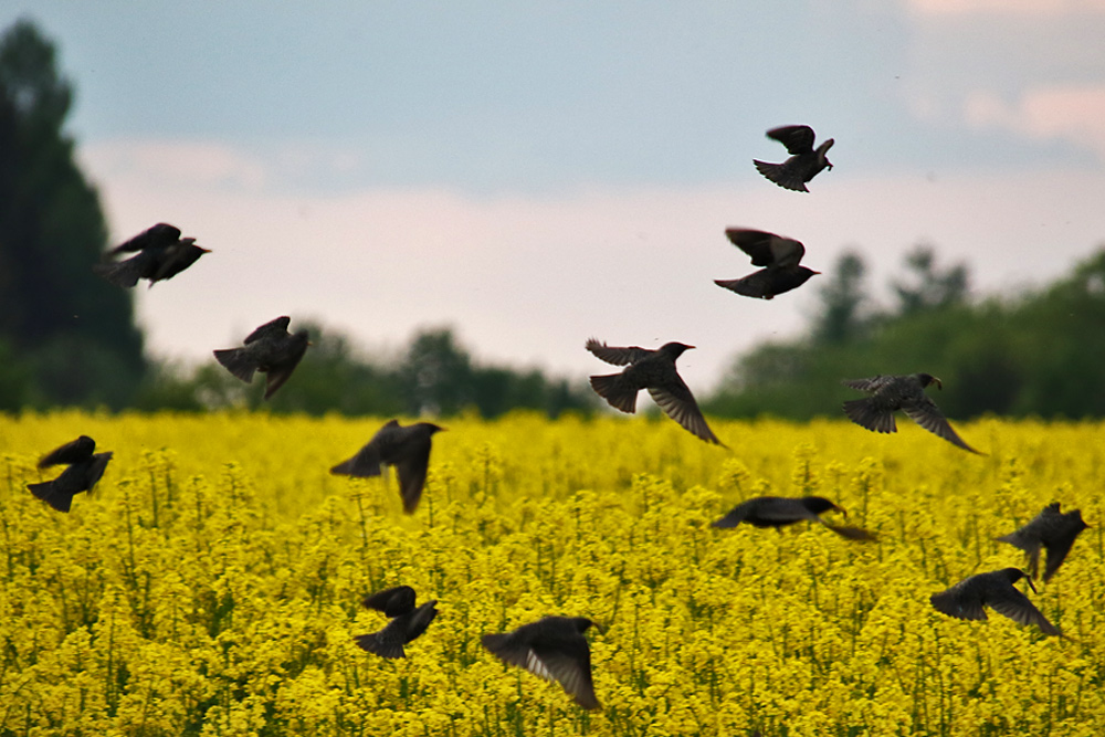 Stare im Flug