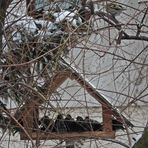 Stare im Futterhaus