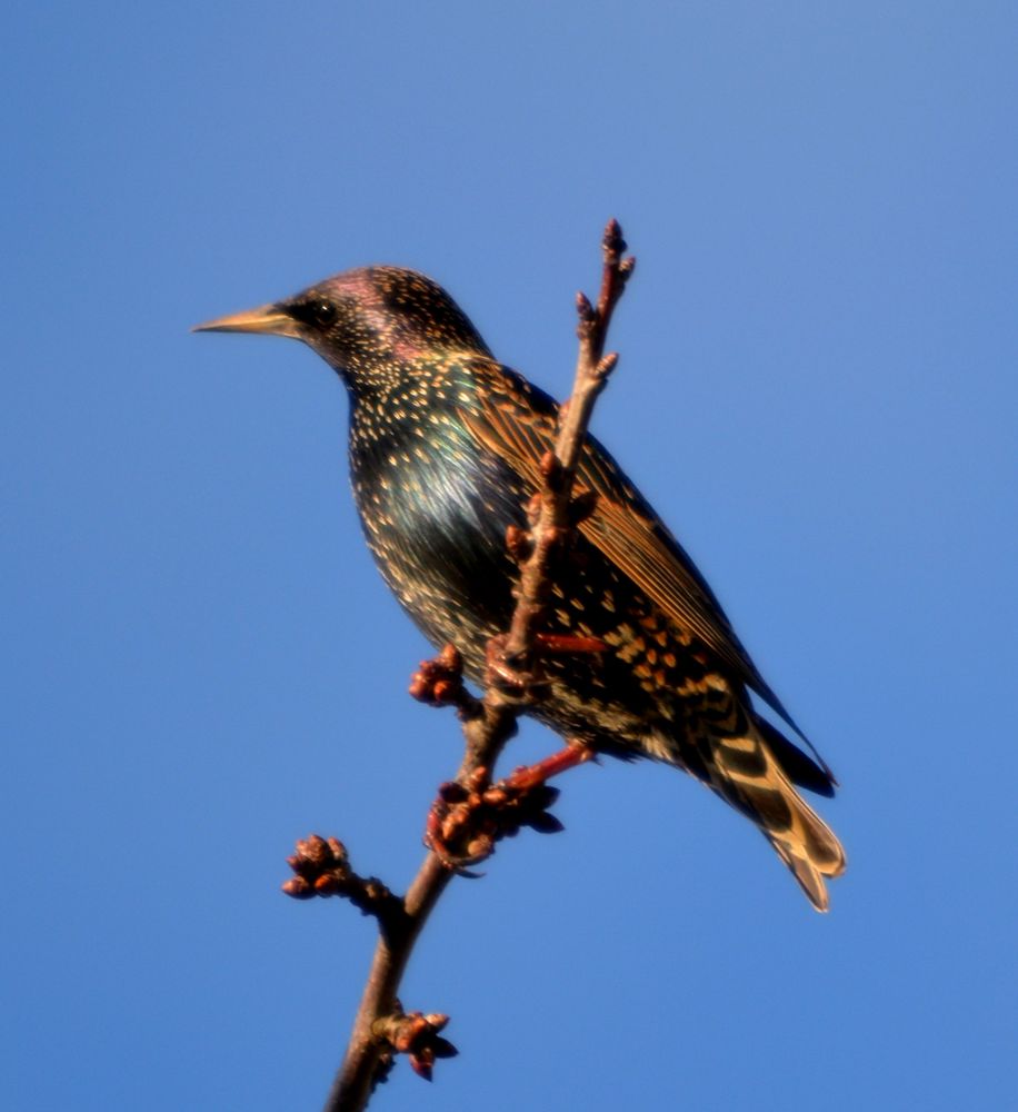 stare im garten Foto & Bild tiere, jahreszeiten, winter Bilder auf