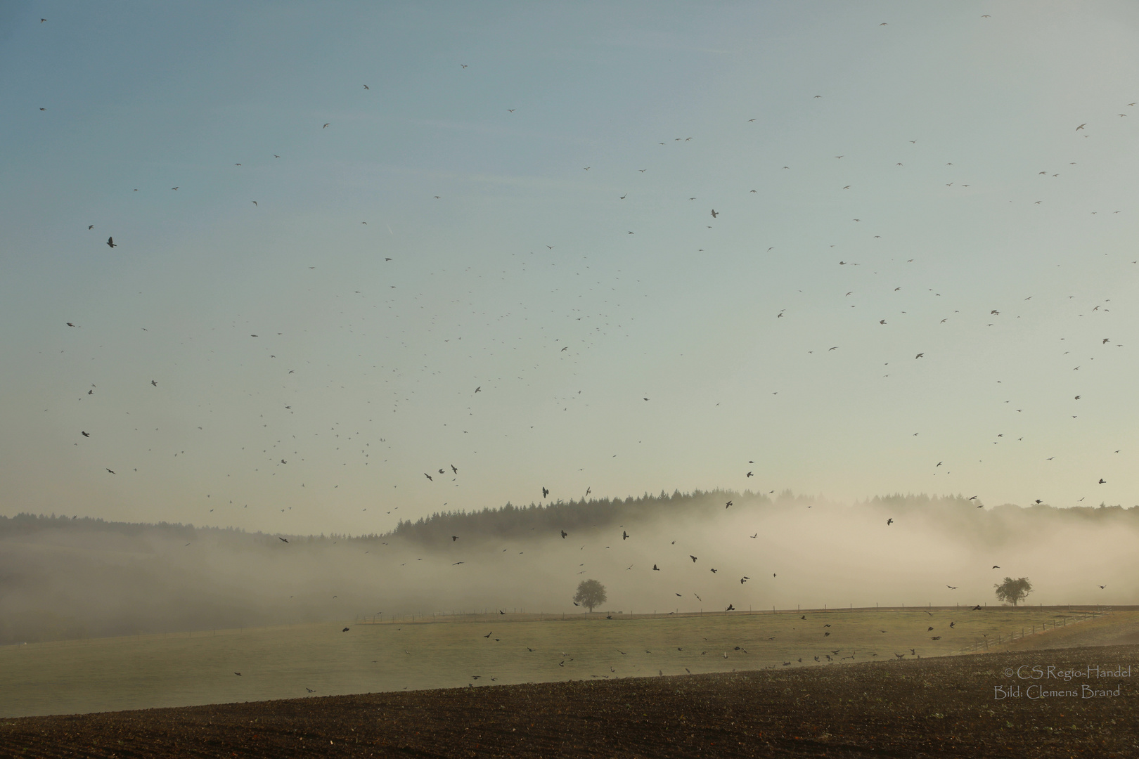 Stare im Nebel  