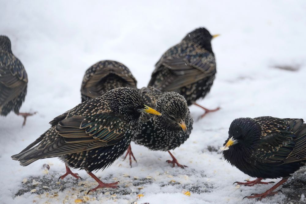 Stare im Prachtkleid im Garten Foto & Bild tiere, wildlife, wild