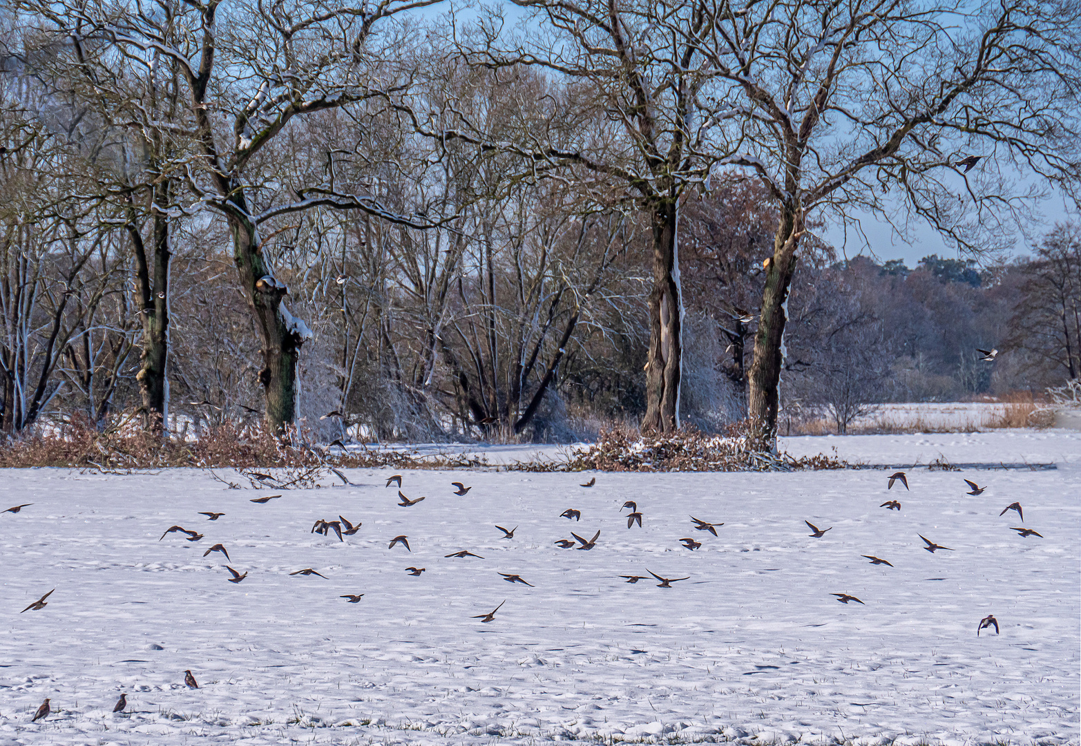 Stare im Schnee