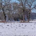 Stare im Schnee