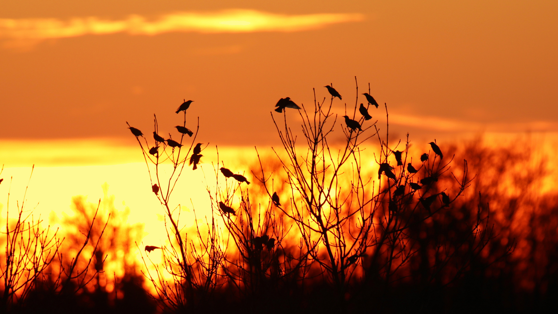 Stare im Sonnenuntergang