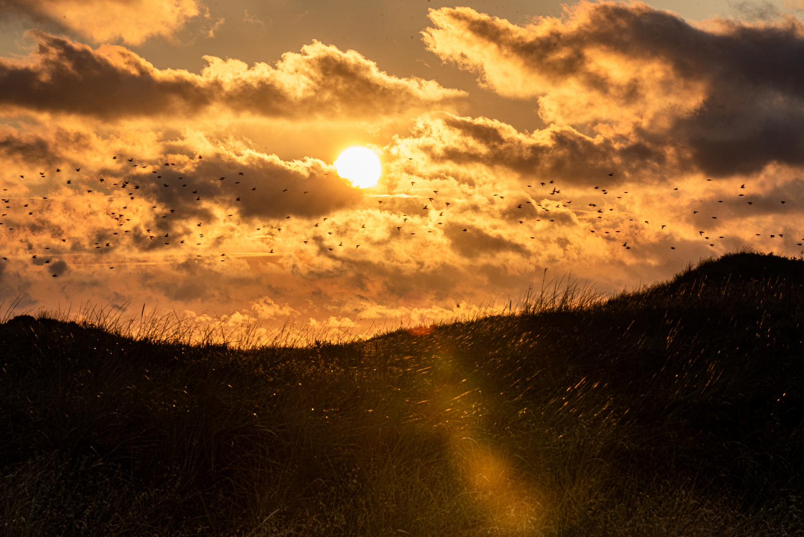 Stare im Sonnenuntergang