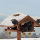 Stare im Vogelhäuschen