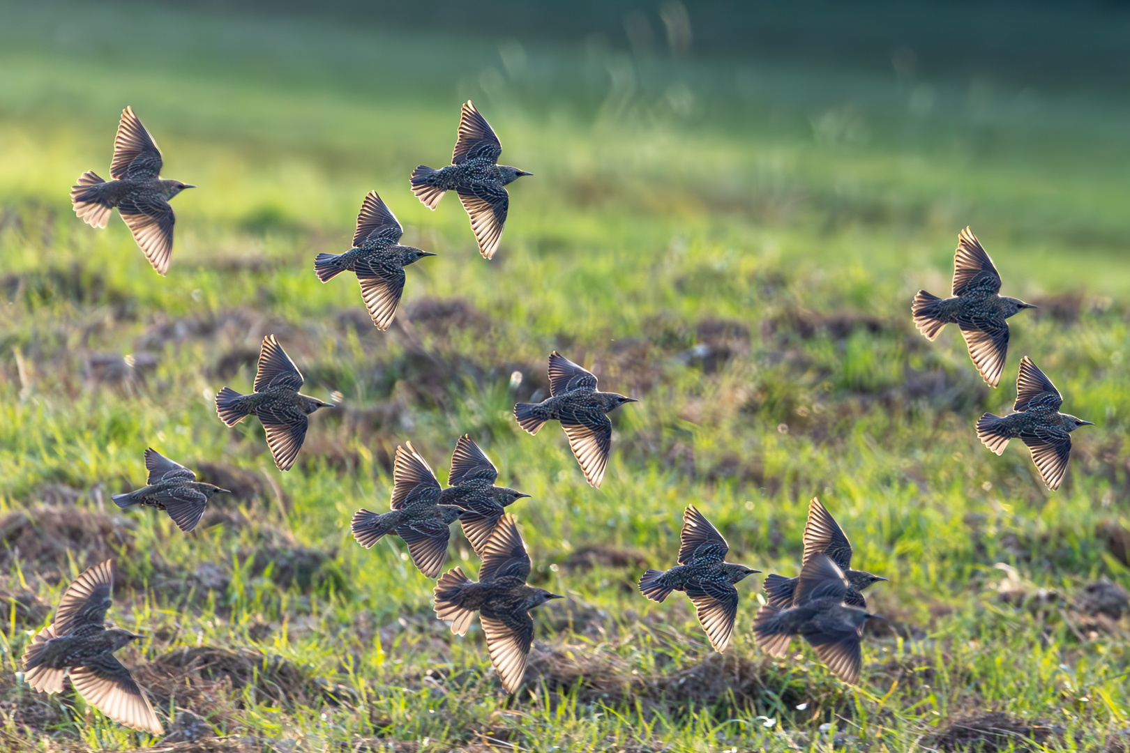 Stare im Vorbeiflug