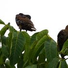 Stare im Wipfel des Nussbaums