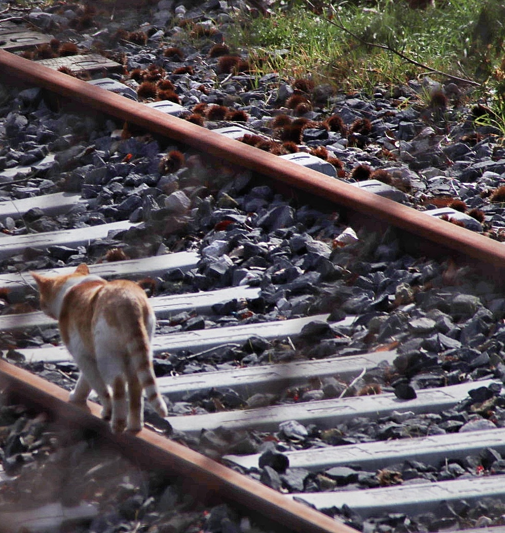 Stare in coda al treno 