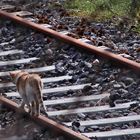 Stare in coda al treno 