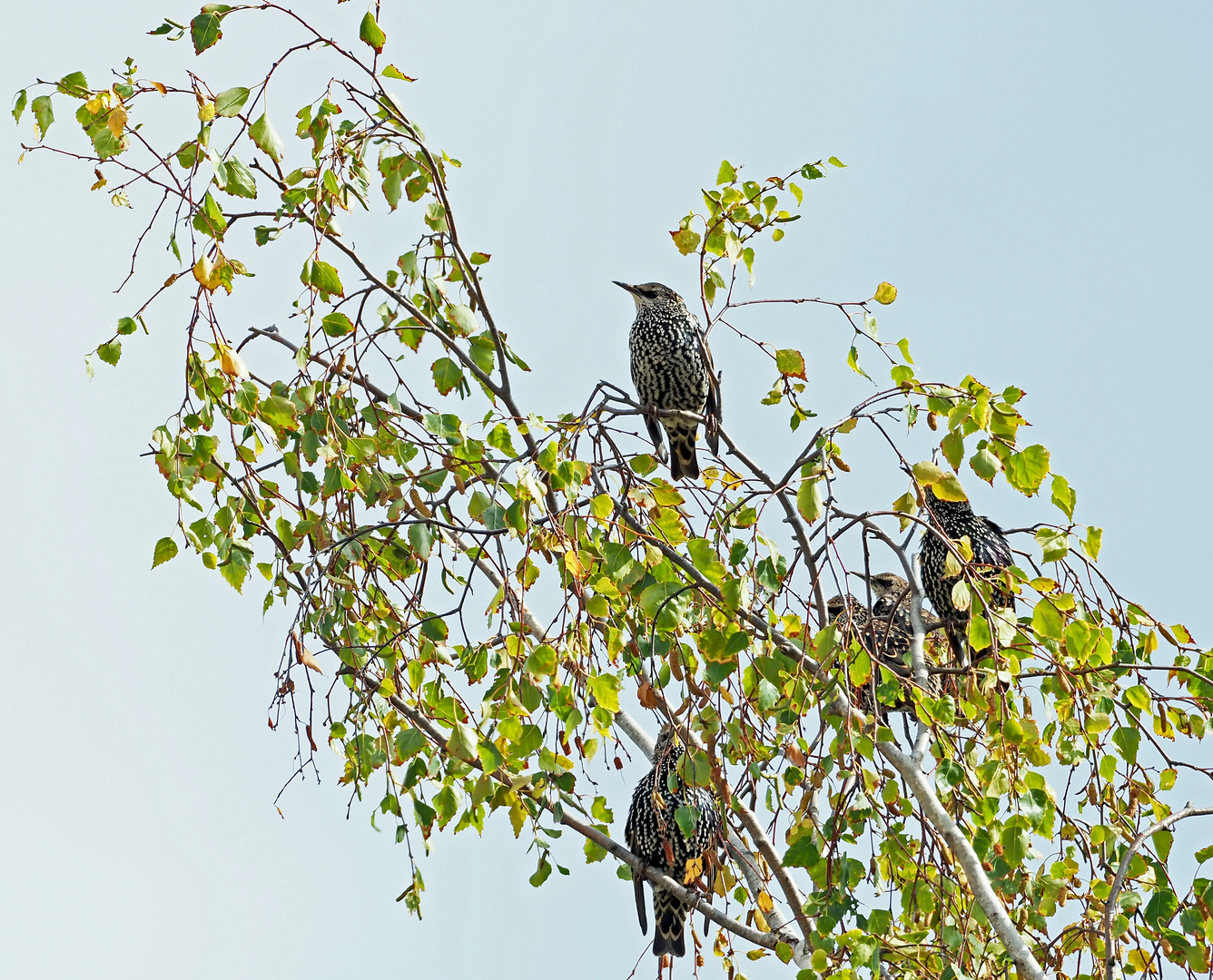 Stare in der hohen Birke