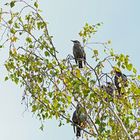 Stare in der hohen Birke