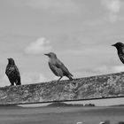 Stare in StoneHenge