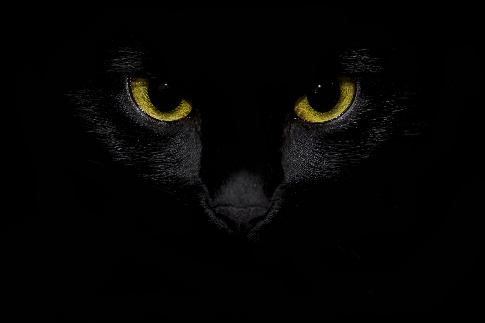 Stare of the Black Cat
