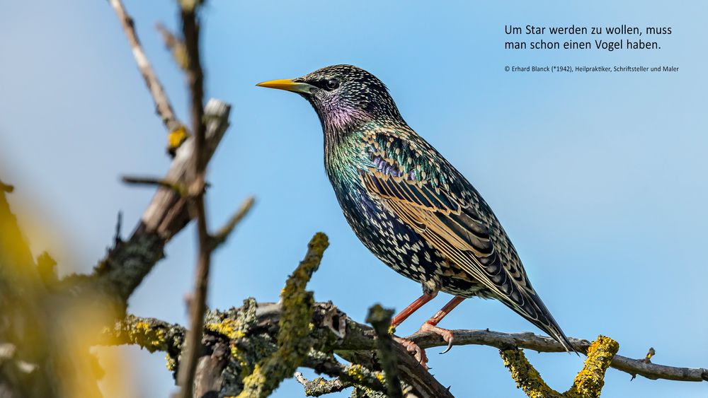 Stare sind Vögel - Stars sind komische Vögel