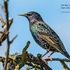 Stare sind Vögel - Stars sind komische Vögel