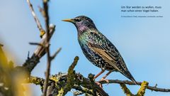 Stare sind Vögel - Stars sind komische Vögel