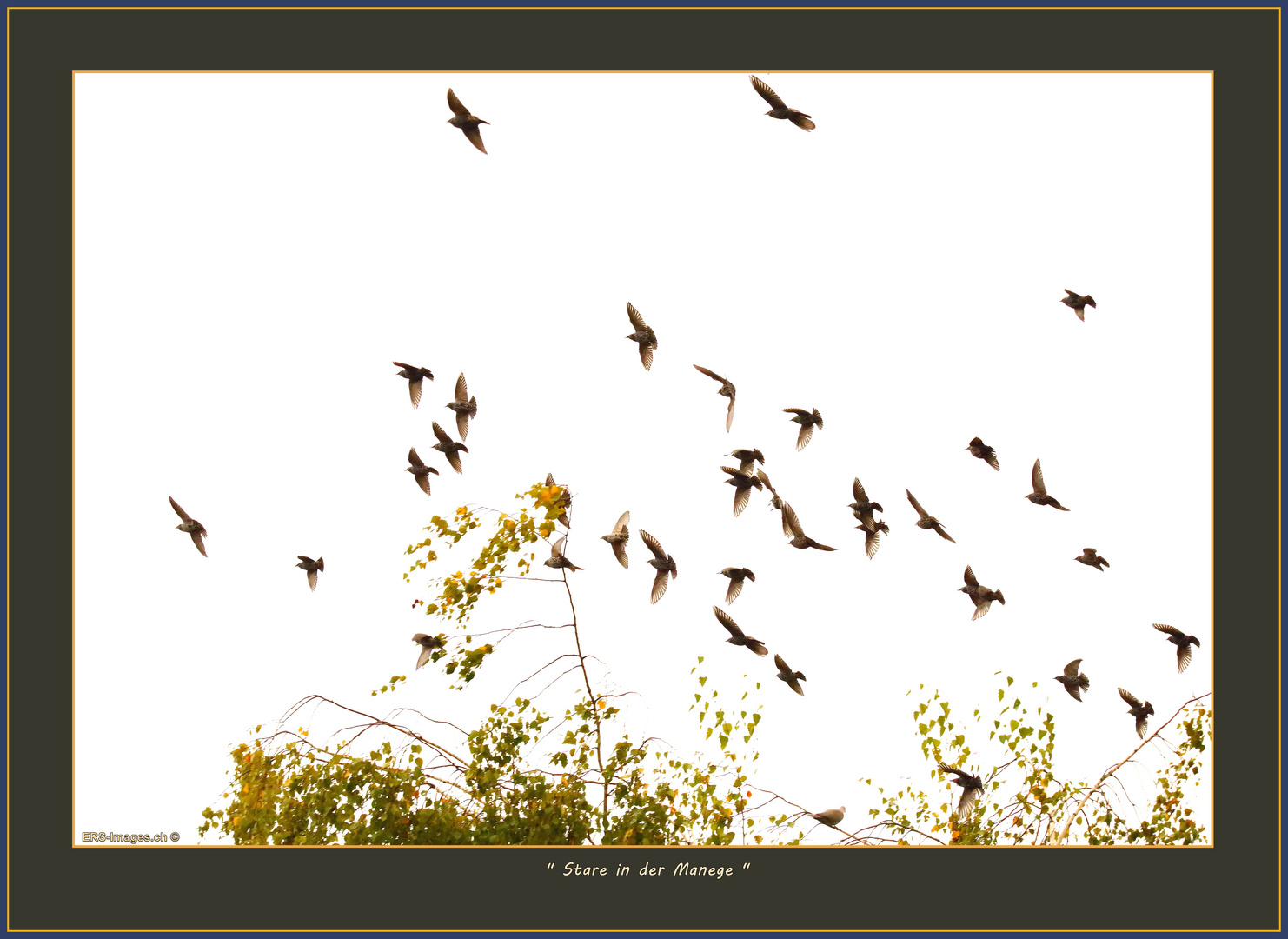 Stare, Storno, Étourneaux, Starlings, Affoltern a. A, CH 2025-09-24 001 (167) ©