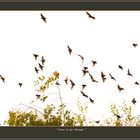 Stare, Storno, Étourneaux, Starlings, Affoltern a. A, CH 2025-09-24 001 (167) ©