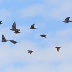 Stare (Sturnus vulgaris)