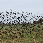 Stare (Sturnus vulgaris)