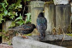 Stare (Sturnus vulgaris) 