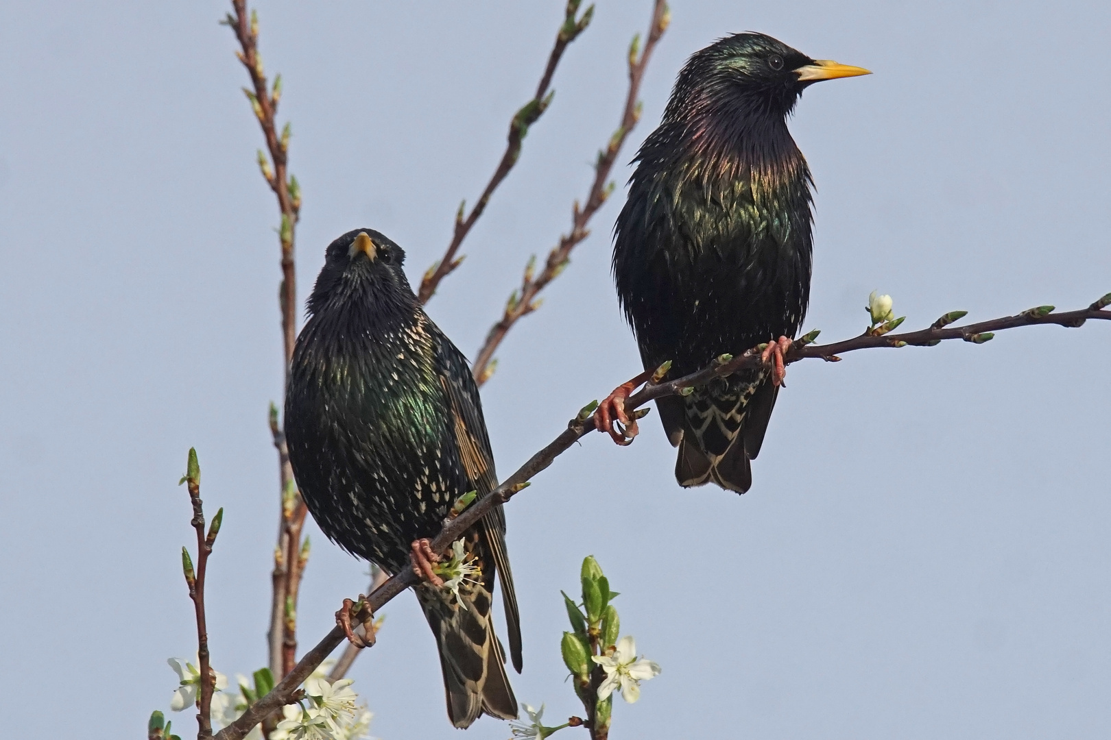 Stare (Sturnus vulgaris)