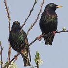 Stare (Sturnus vulgaris)